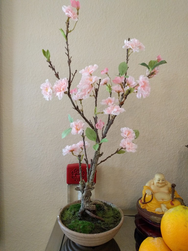 cherry blossom bonsai